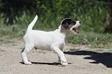 PARSON RUSSEL TERRIER 113